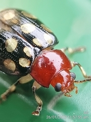 Phola sedecimpustulata