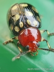 Phola sedecimpustulata