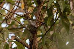 Spindalis portoricensis