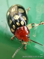 Phola sedecimpustulata