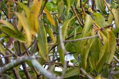Spindalis portoricensis