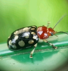 Phola sedecimpustulata