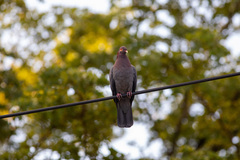 Patagioenas squamosa