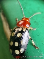 Phola sedecimpustulata