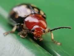 Phola sedecimpustulata