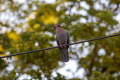 Patagioenas squamosa