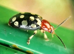 Phola sedecimpustulata