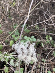 Clematis vitalba