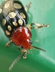 Phola sedecimpustulata