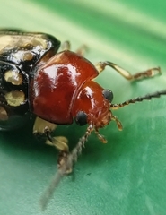 Phola sedecimpustulata