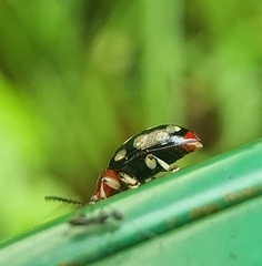 Phola sedecimpustulata