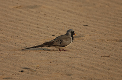Oena capensis capensis