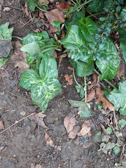 Arum italicum italicum