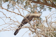 Corythaixoides concolor