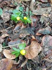 Eranthis hyemalis