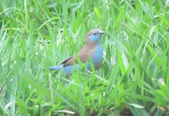 Uraeginthus bengalus