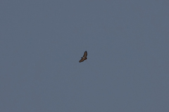 Buteo augur