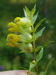 Rhinanthus serotinus