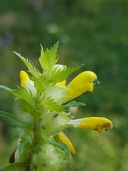 Rhinanthus serotinus