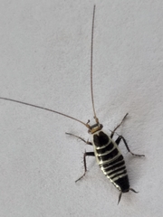 Saltoblattella