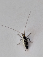 Saltoblattella