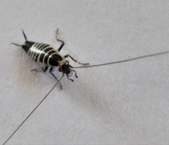 Saltoblattella