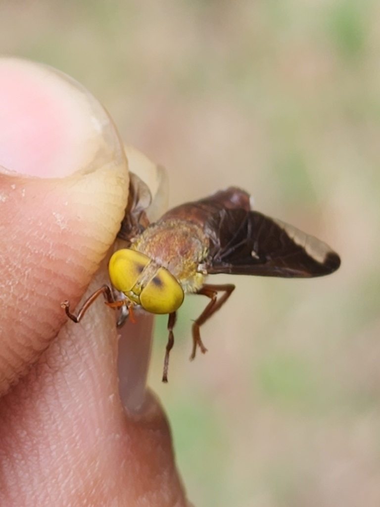 Erioneura