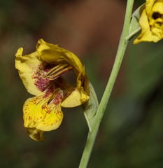 Gladiolus pardalinus