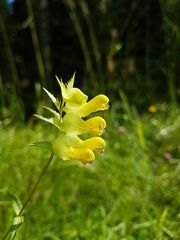 Rhinanthus serotinus