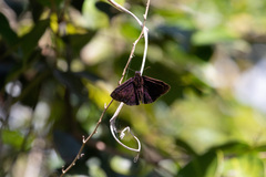 Ephyriades arcas