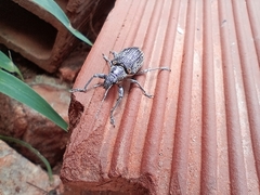 Mimographus