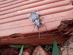 Mimographus