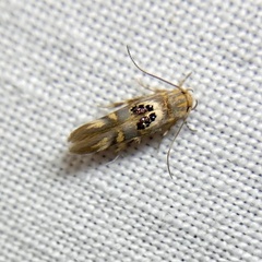 Hieromantis