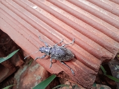 Mimographus