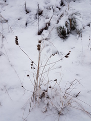 Rhinanthus serotinus