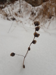 Rhinanthus serotinus
