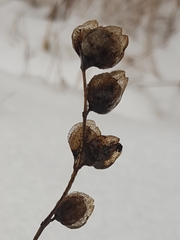 Rhinanthus serotinus