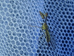 Spaminta minjerribae