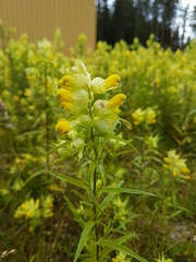 Rhinanthus serotinus