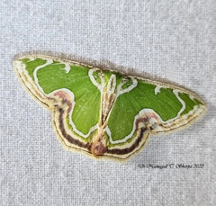 Eucyclodes sanguilineata