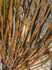 Protea scorzonerifolia