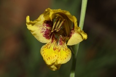 Gladiolus pardalinus