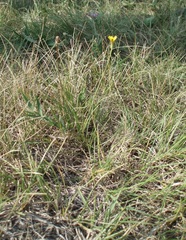 Scorzonera parviflora