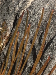 Protea scorzonerifolia