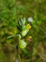 Rhinanthus serotinus