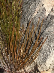 Protea scorzonerifolia