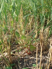 Oxybasis chenopodioides