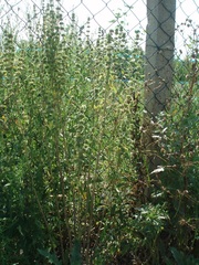 Chaiturus marrubiastrum