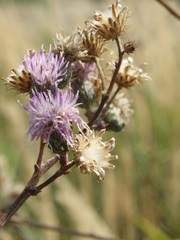 Cirsium brachycephalum
