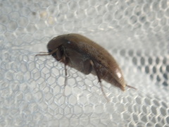 Ripiphoridae